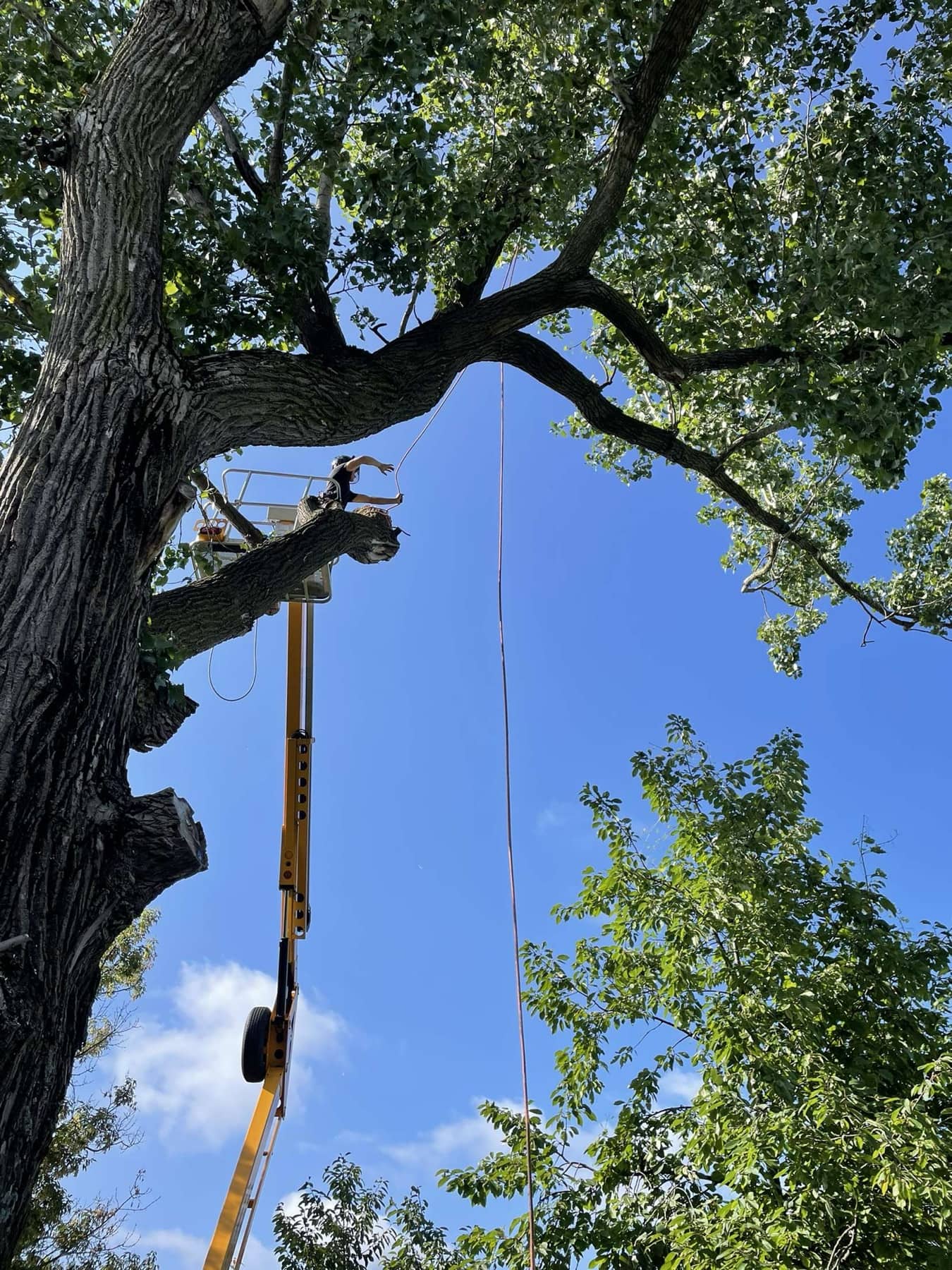 Tree worker positioning a line from an aerial lift among large limbs
