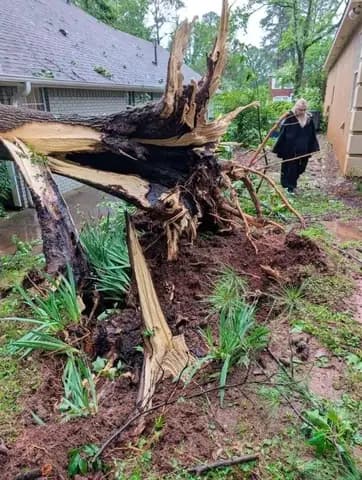 An uprooted tree beside the house after a storm, before cleanup.