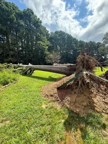 A mature tree uprooted after severe weather, ready for safe removal and cleanup.