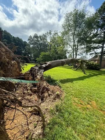 Storm damage left this large tree uprooted across a residential lawn.
