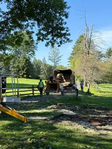The crew feeds the chipper after removing two trees, leaving fresh cut stumps in the yard.