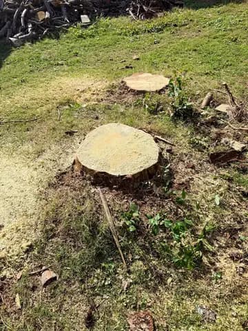 Two fresh cut stumps and a wood pile show a backyard removal done clean.