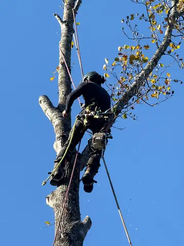A climber works from the canopy with ropes in place for a controlled removal.