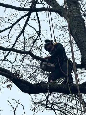 Rope access gives the crew control while removing limbs high above the ground.