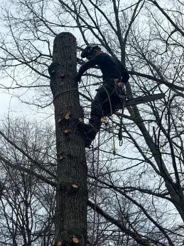 A large trunk is dismantled in sections to keep the work area controlled.