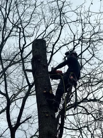 An experienced climber cuts a trunk section during a planned removal.