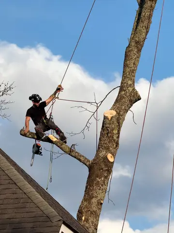A climber works from a secured position while removing a large upper limb.