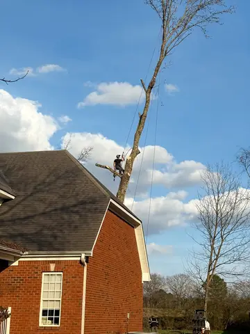 A tall tree is reduced in controlled sections beside a residential roofline.