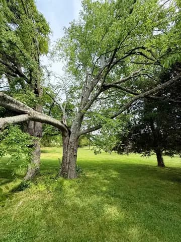 A mature shade tree on a wide lawn before the crew gets to work.