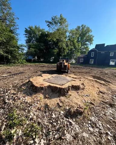 A wide stump ground down after a big removal, ready for fill and seed.