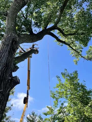 Rope work from the lift while taking down a big oak limb by limb.