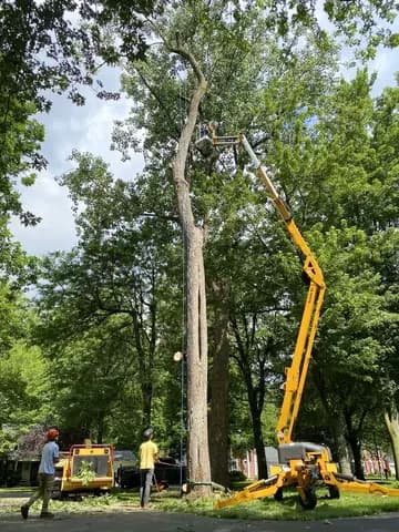 A tall tree is topped from the lift while the crew stages the drop zone.