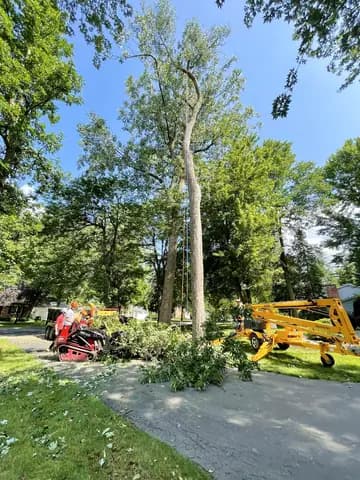 A big trunk is taken down in sections next to the road.