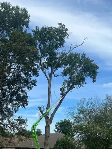 A lift positions the crew for controlled cutting high in a mature tree.