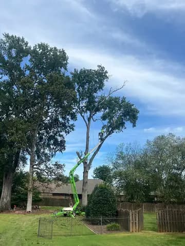 Lift access helps the crew work safely around a tall residential tree.