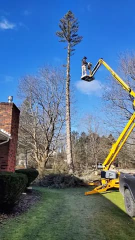Working the top of a tall tree from the lift, one cut at a time.