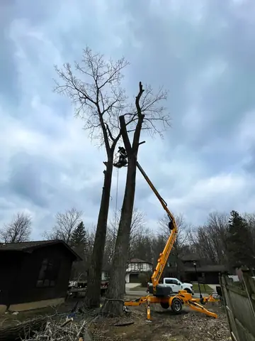 From the bucket, a climber takes a tall tree down in sections, one cut at a time.