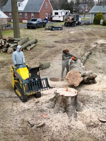 Cutting the trunk into rounds and loading with the mini loader.