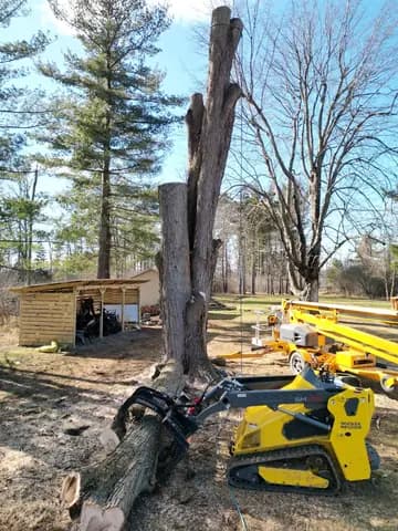 A dead trunk comes down with the mini loader ready to haul.