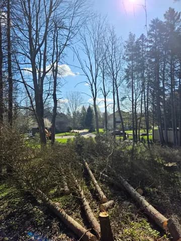 Trunks cut to length after a wooded removal.