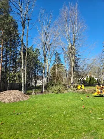 Brush chipped and the tree line cleaned up behind a home.