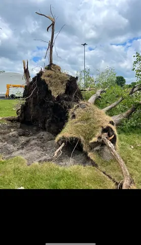 A root ball torn out of the ground by the wind.