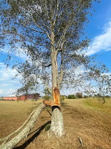 A storm split this trunk down to the base, so it has to come down before it falls on its own.