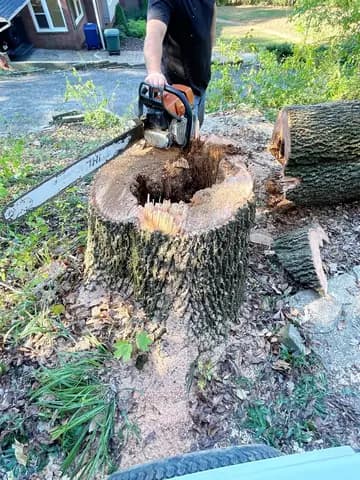 A hollow, rotted core shows why this tree had to come down before it failed.