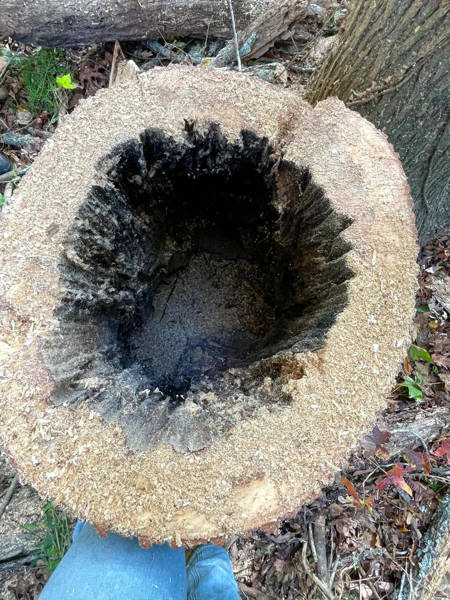 A cut stump with a hollow, rotted center left after a tree removal