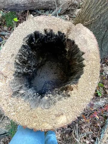 Rot had hollowed this trunk from the inside, and the stump shows what was hidden.