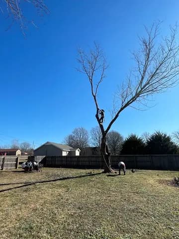 A climber works the upper trunk of a bare tree while the crew clears the yard below.
