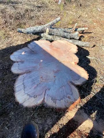 A fresh cut across a wide trunk shows the size of this tree removal.