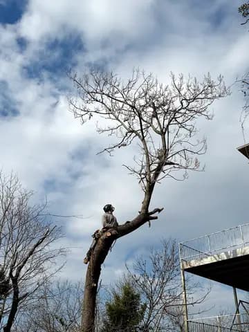 A climber completes controlled cuts near the top of a mature tree.