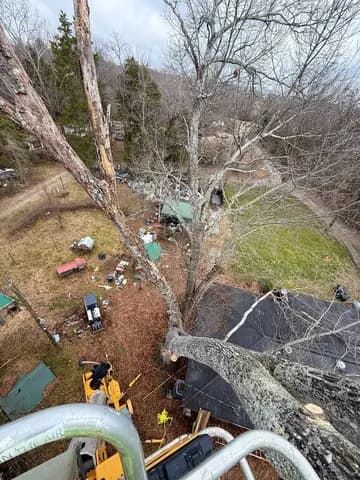 From the lift bucket, the crew works the top of a tall tree above a backyard roof.