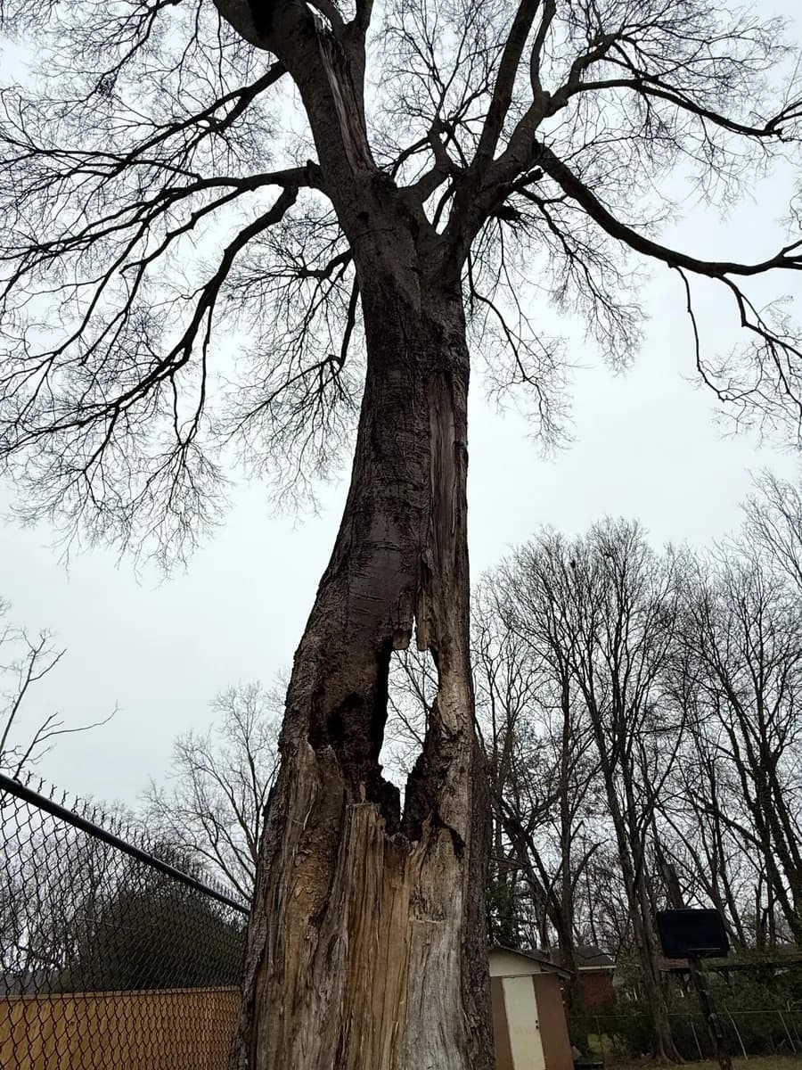 A hollow, split tree trunk standing beside a fence line before removal