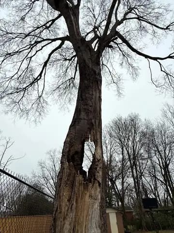 A hollow, split trunk beside a fence line, marked for a careful takedown.