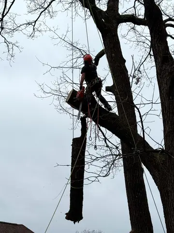 Roped in and helmeted, the climber lowers a limb with a controlled cut.