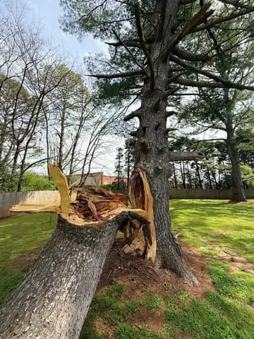 A storm split this trunk at the base, so the tree came down in controlled sections.
