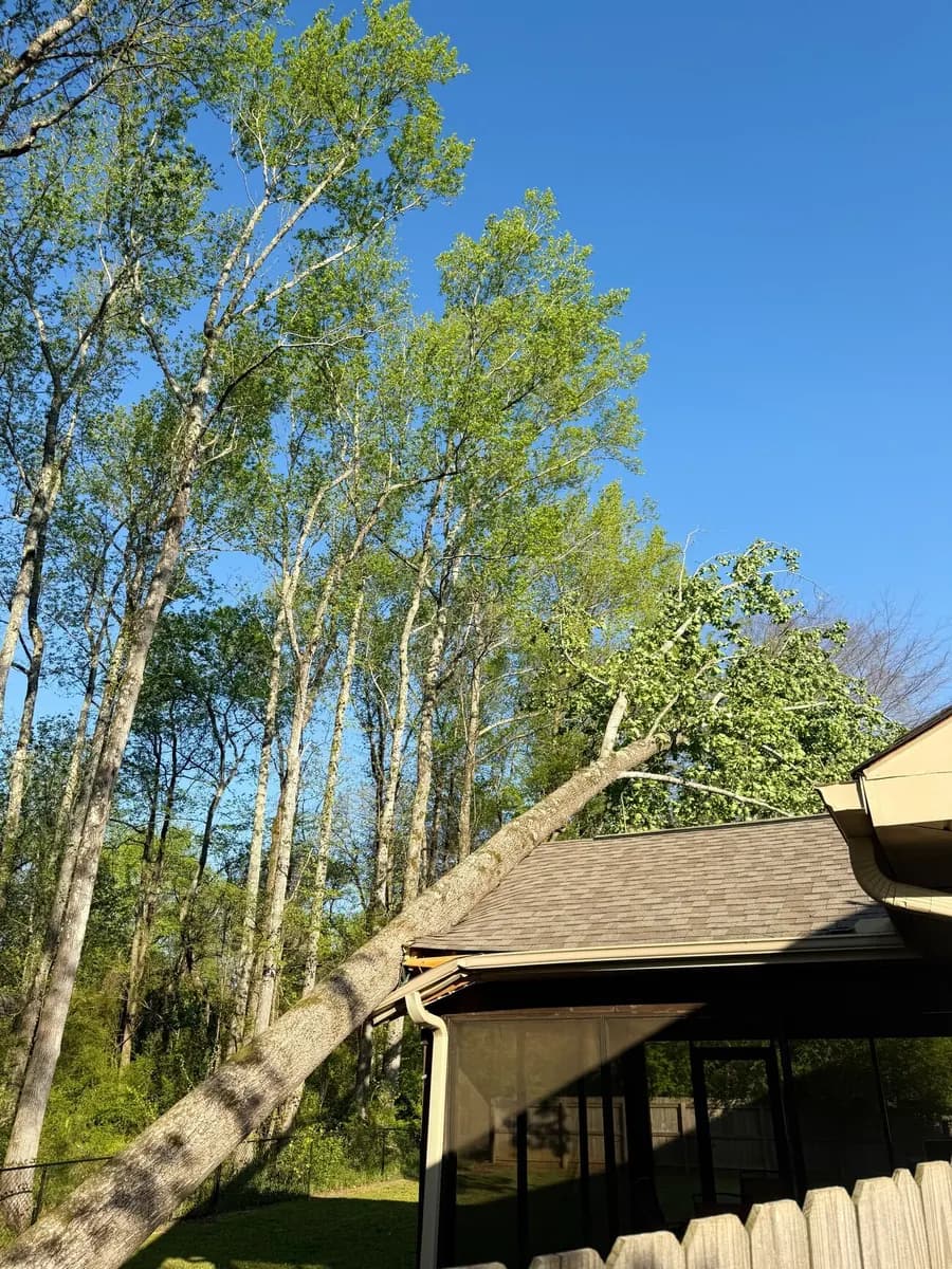 A leaning tree resting on the roof of a screened porch after a storm