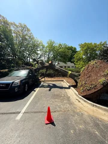An uprooted tree fell across a parked SUV, and the crew secured the site before removal.
