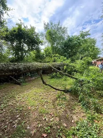 A large trunk came down across a backyard fence line and needs a careful sectioned removal.