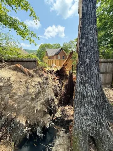 The root ball lifted clean out of the ground when this backyard tree came down.