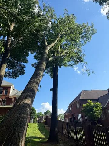 A tall leaning trunk close to homes calls for a careful sectioned removal.