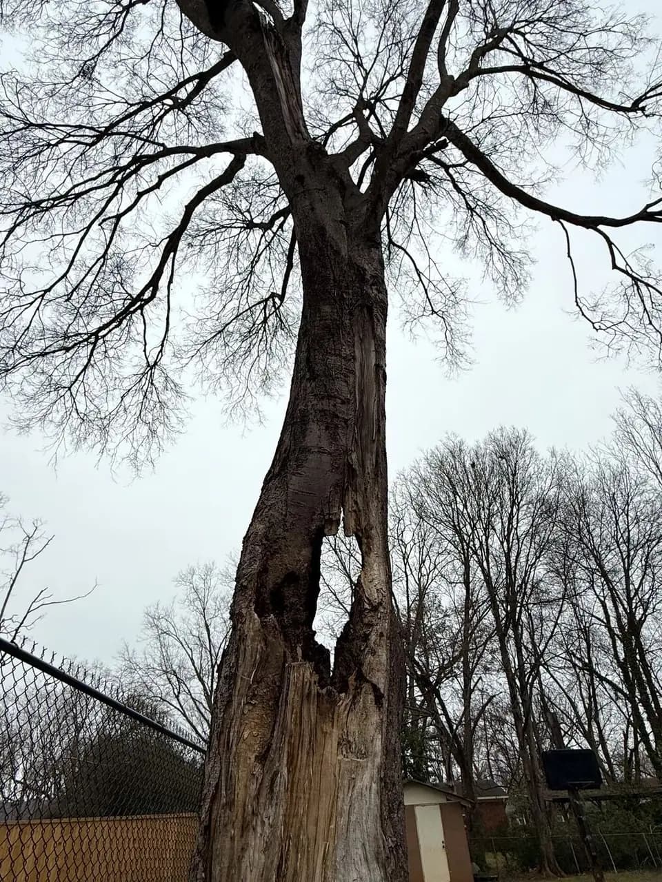 A standing tree with a large hollow opening in its trunk.