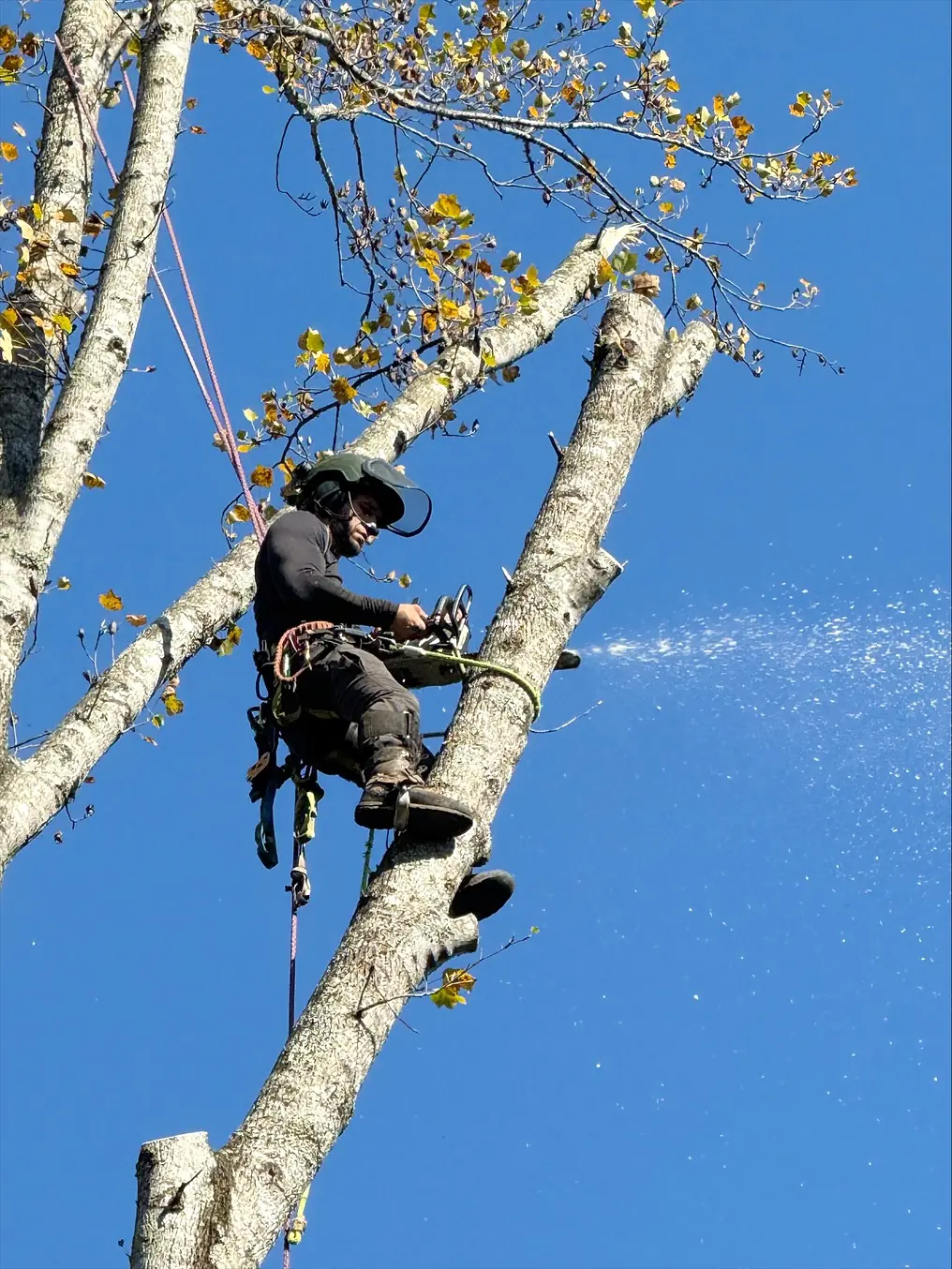 Huntsville Tree Service climber making a controlled cut high in a mature tree